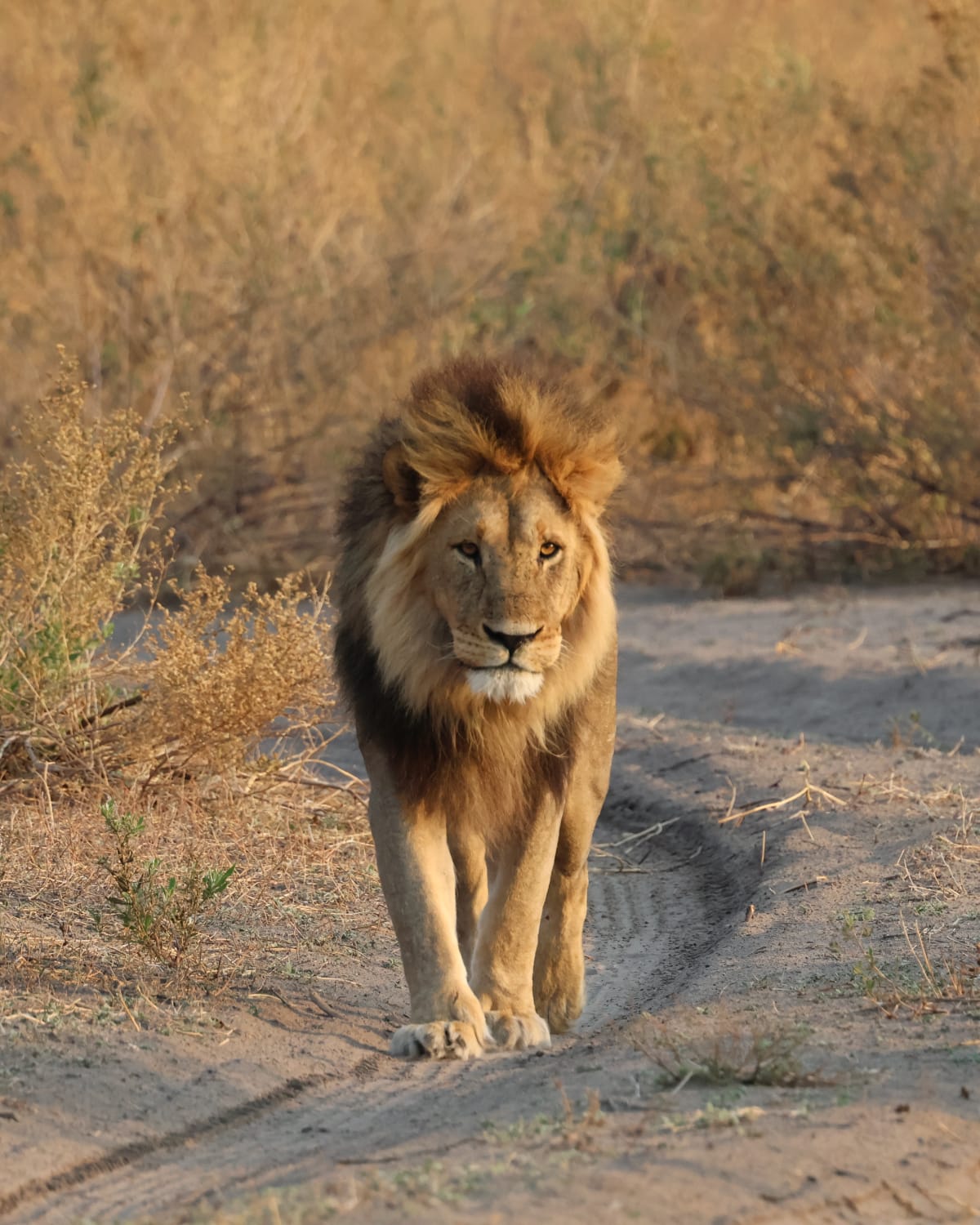 Lions by the road